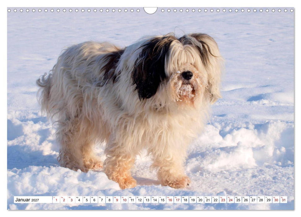 Tibet-Terrier - Eine Hunderasse mit Charakter (CALVENDO Wandkalender 2027)