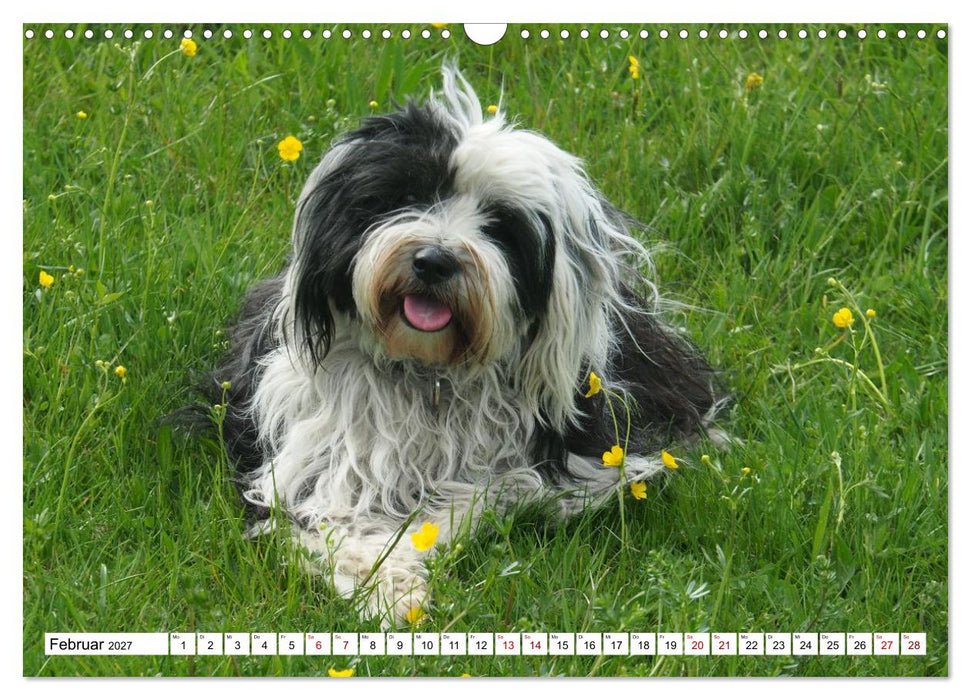 Tibet-Terrier - Eine Hunderasse mit Charakter (CALVENDO Wandkalender 2027)