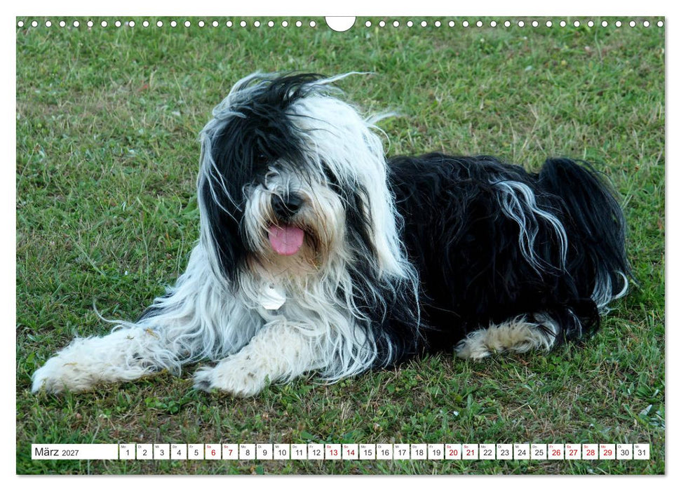 Tibet-Terrier - Eine Hunderasse mit Charakter (CALVENDO Wandkalender 2027)