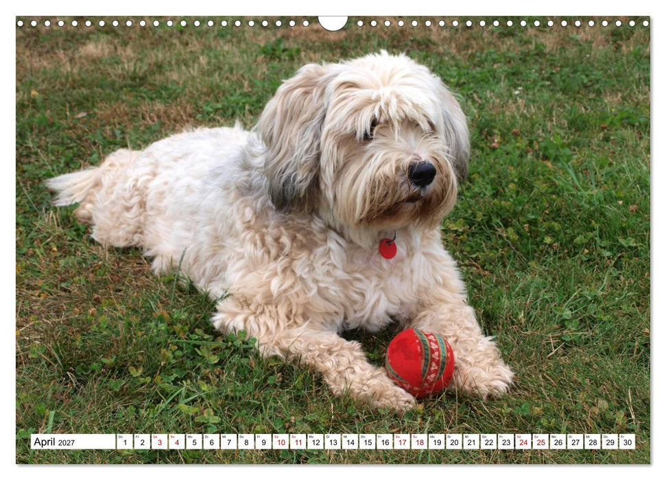Tibet-Terrier - Eine Hunderasse mit Charakter (CALVENDO Wandkalender 2027)
