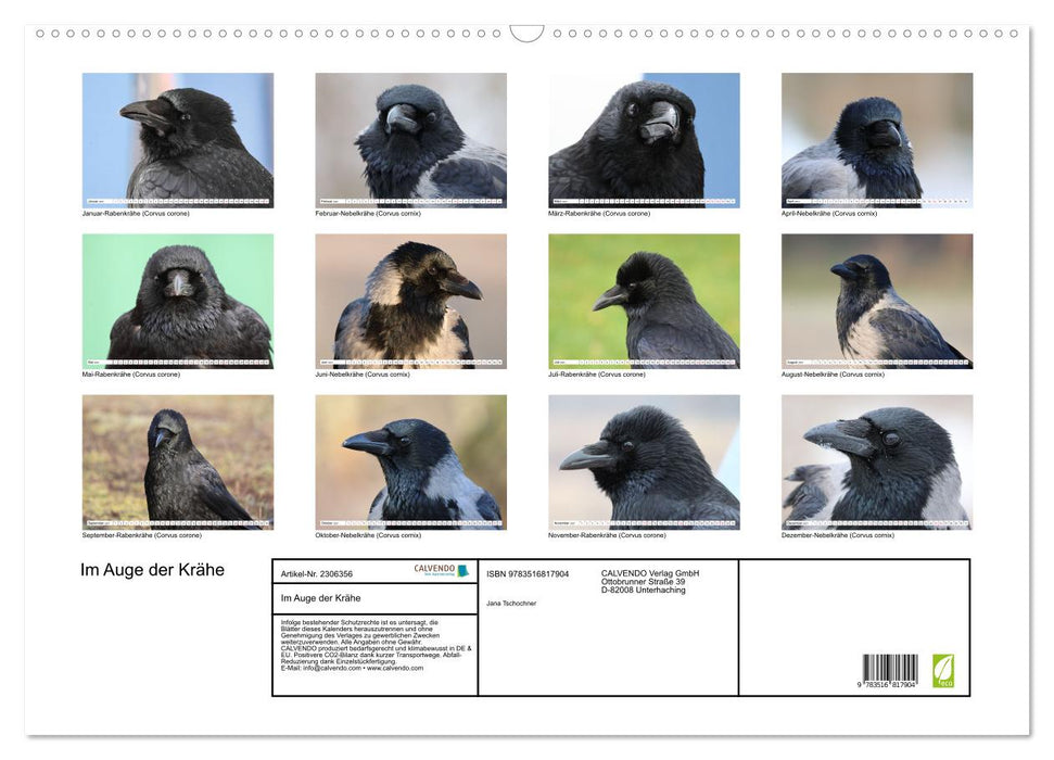 Im Auge der Krähe (CALVENDO Wandkalender 2027)