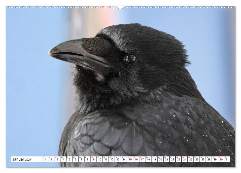 Im Auge der Krähe (CALVENDO Wandkalender 2027)