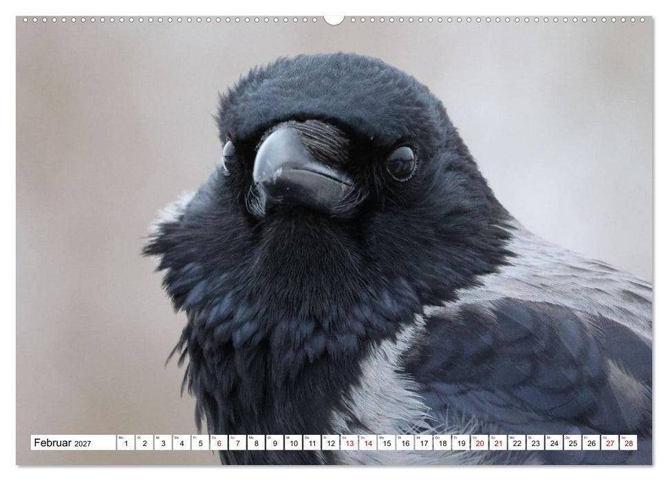 Im Auge der Krähe (CALVENDO Wandkalender 2027)
