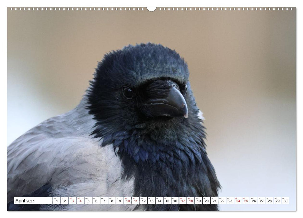 Im Auge der Krähe (CALVENDO Wandkalender 2027)