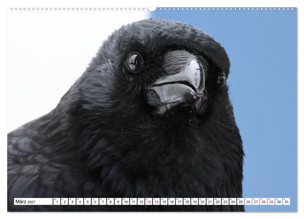 Im Auge der Krähe (CALVENDO Premium Wandkalender 2027)