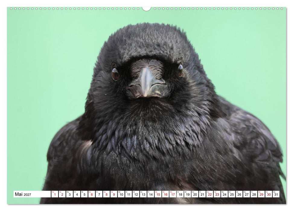 Im Auge der Krähe (CALVENDO Premium Wandkalender 2027)