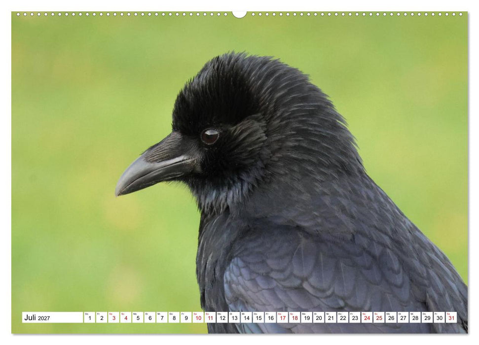 Im Auge der Krähe (CALVENDO Premium Wandkalender 2027)