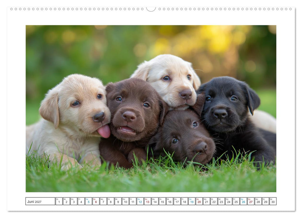 Labrador Liebe (CALVENDO Wandkalender 2027)