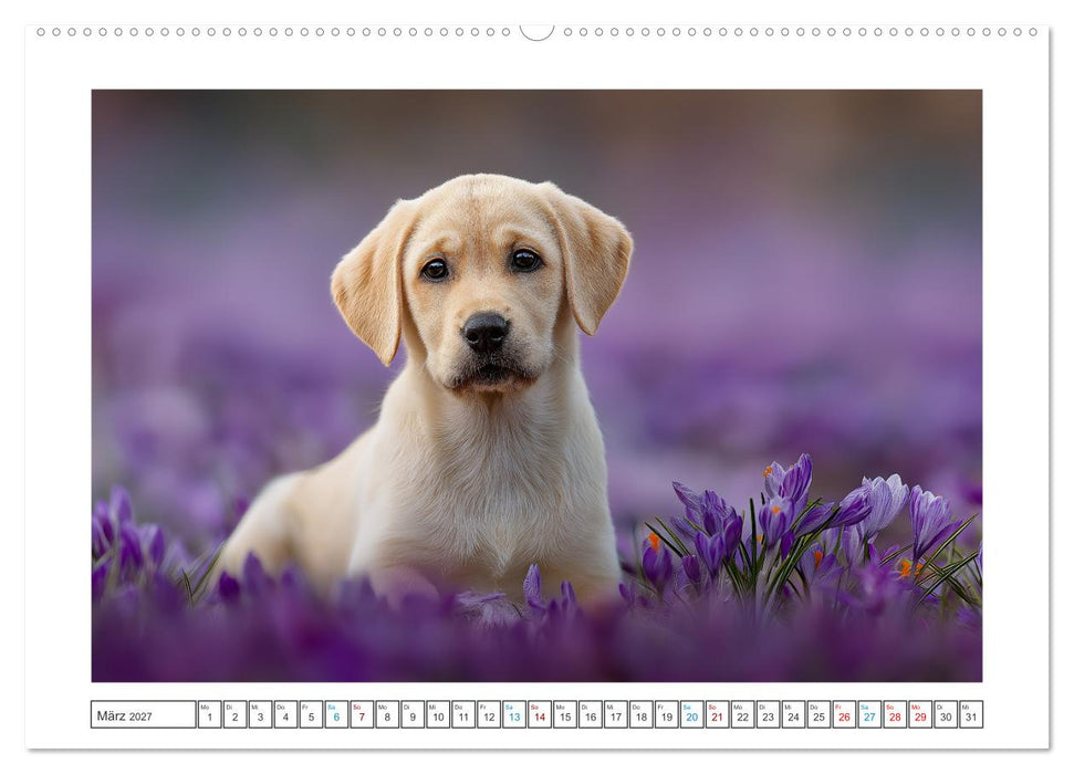 Labrador Liebe (CALVENDO Premium Wandkalender 2027)