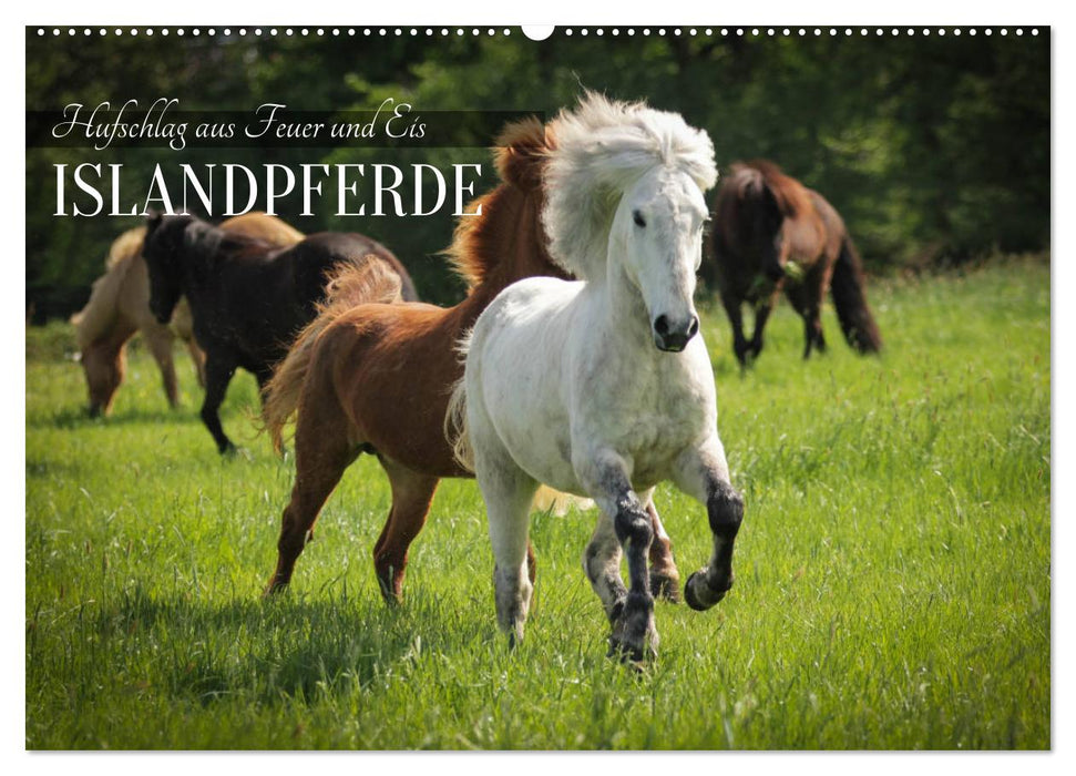 Islandpferde - Hufschlag aus Feuer und Eis (CALVENDO Wandkalender 2027)