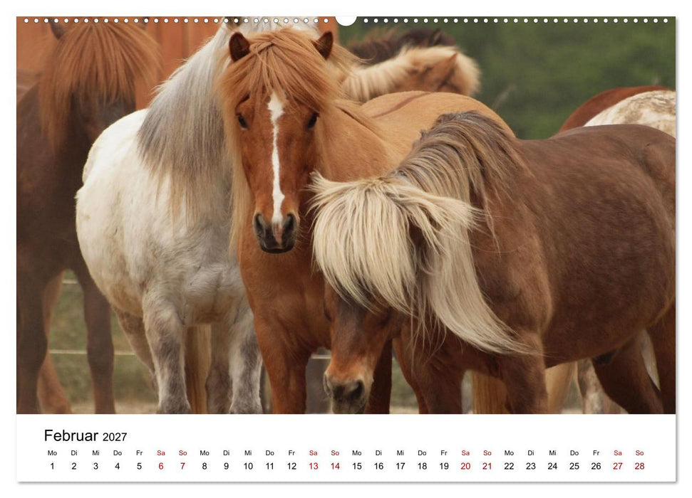 Islandpferde - Hufschlag aus Feuer und Eis (CALVENDO Wandkalender 2027)