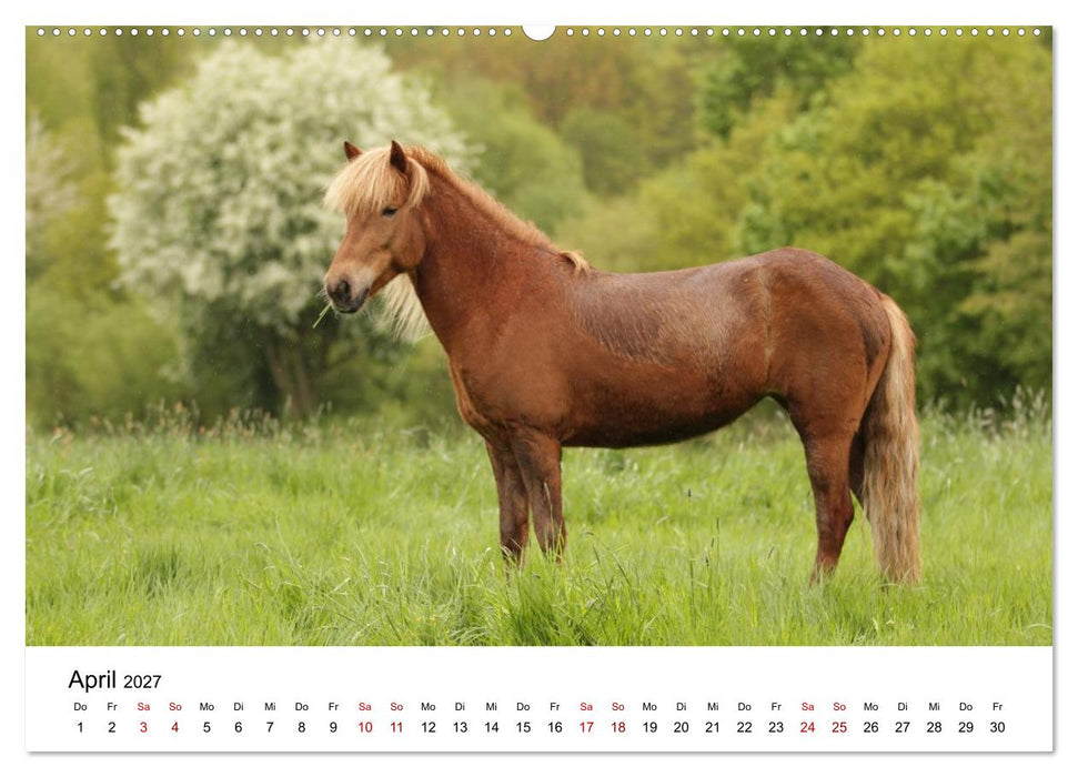 Islandpferde - Hufschlag aus Feuer und Eis (CALVENDO Wandkalender 2027)