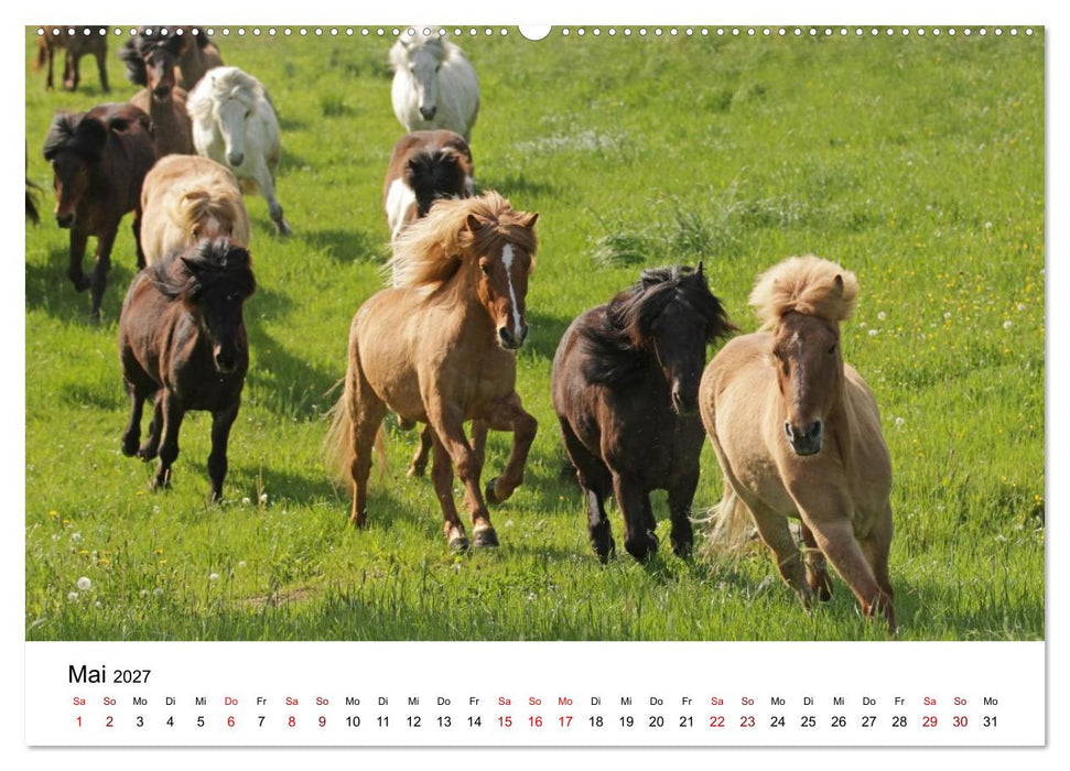 Islandpferde - Hufschlag aus Feuer und Eis (CALVENDO Wandkalender 2027)
