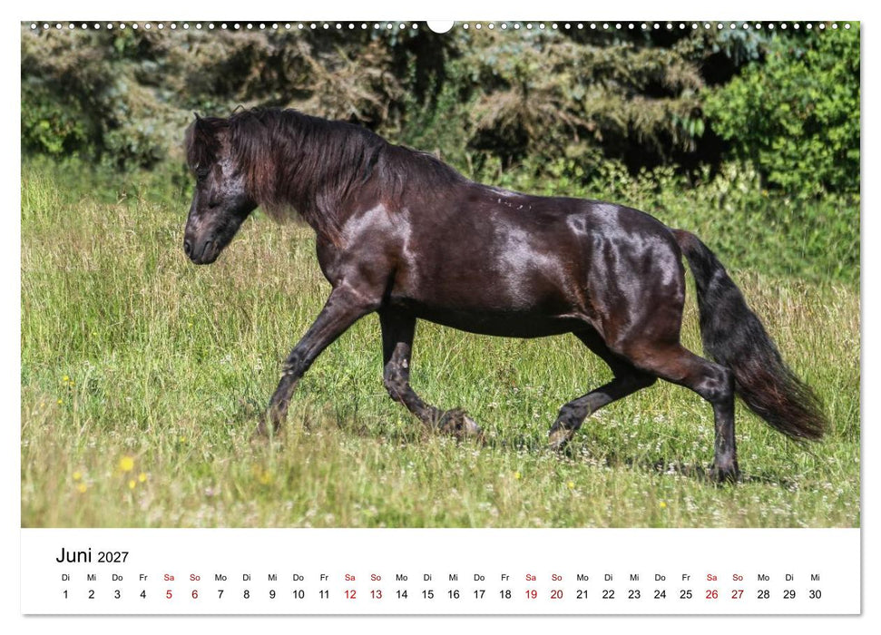 Islandpferde - Hufschlag aus Feuer und Eis (CALVENDO Wandkalender 2027)