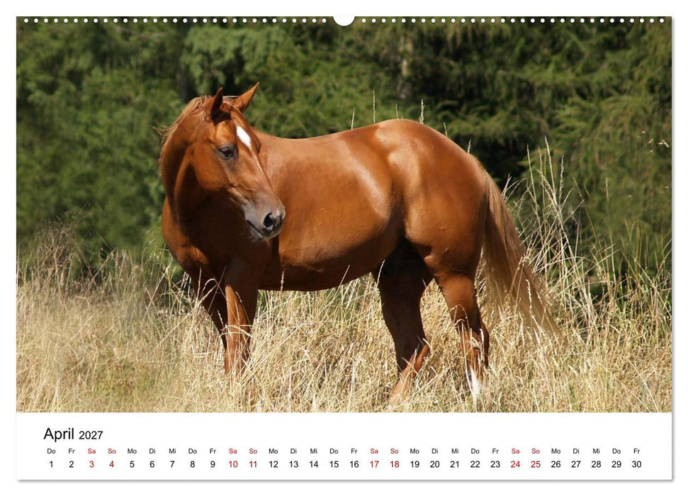 PFERDE - Zwischen Himmel, Erde und Hufschlag (CALVENDO Wandkalender 2027)