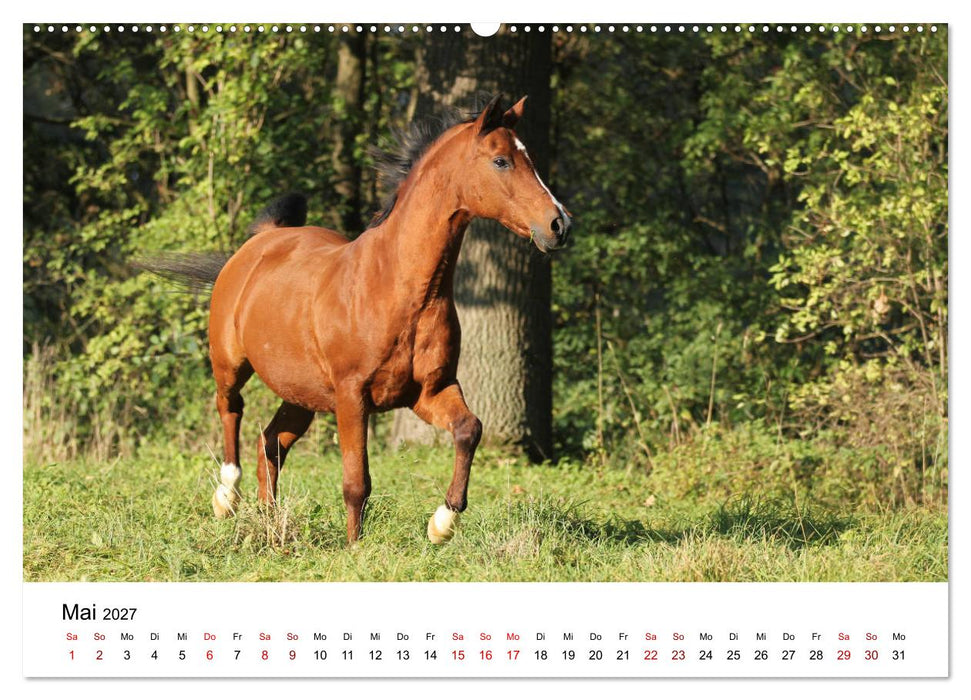 PFERDE - Zwischen Himmel, Erde und Hufschlag (CALVENDO Wandkalender 2027)