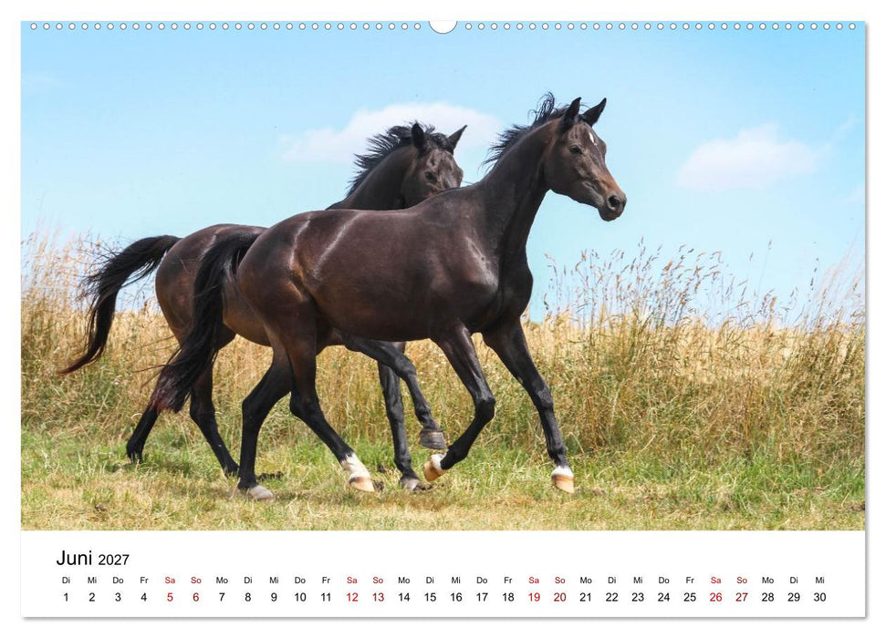 PFERDE - Zwischen Himmel, Erde und Hufschlag (CALVENDO Wandkalender 2027)