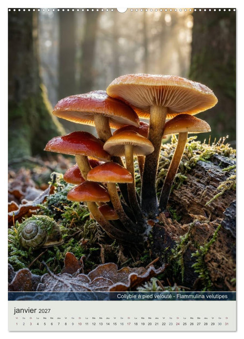MAGIE DU SOUS-BOIS (CALVENDO Calendrier mensuel 2027)