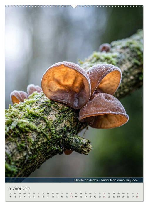 MAGIE DU SOUS-BOIS (CALVENDO Calendrier mensuel 2027)