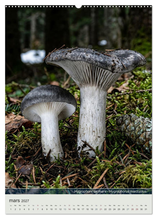 MAGIE DU SOUS-BOIS (CALVENDO Calendrier mensuel 2027)