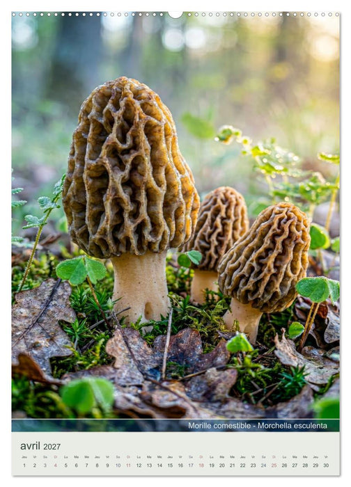 MAGIE DU SOUS-BOIS (CALVENDO Calendrier mensuel 2027)