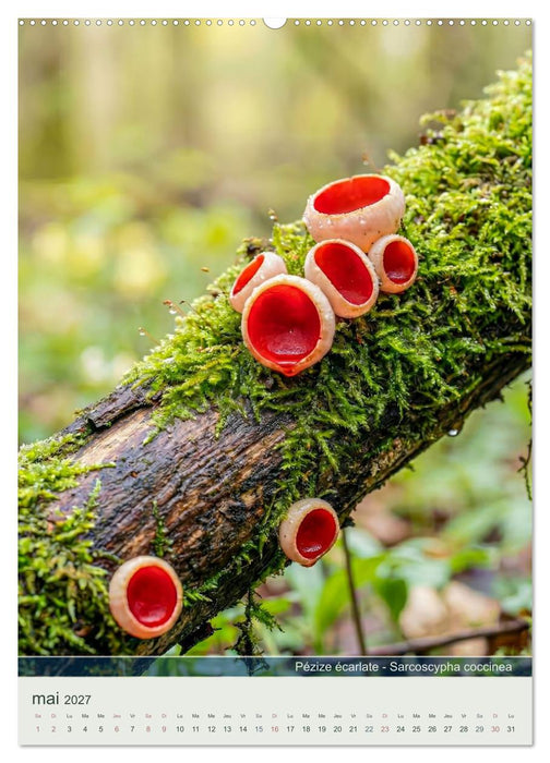 MAGIE DU SOUS-BOIS (CALVENDO Calendrier mensuel 2027)