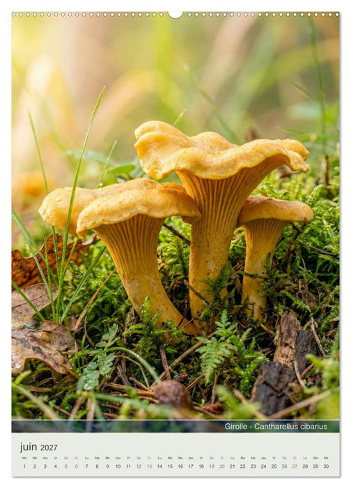 MAGIE DU SOUS-BOIS (CALVENDO Calendrier mensuel 2027)