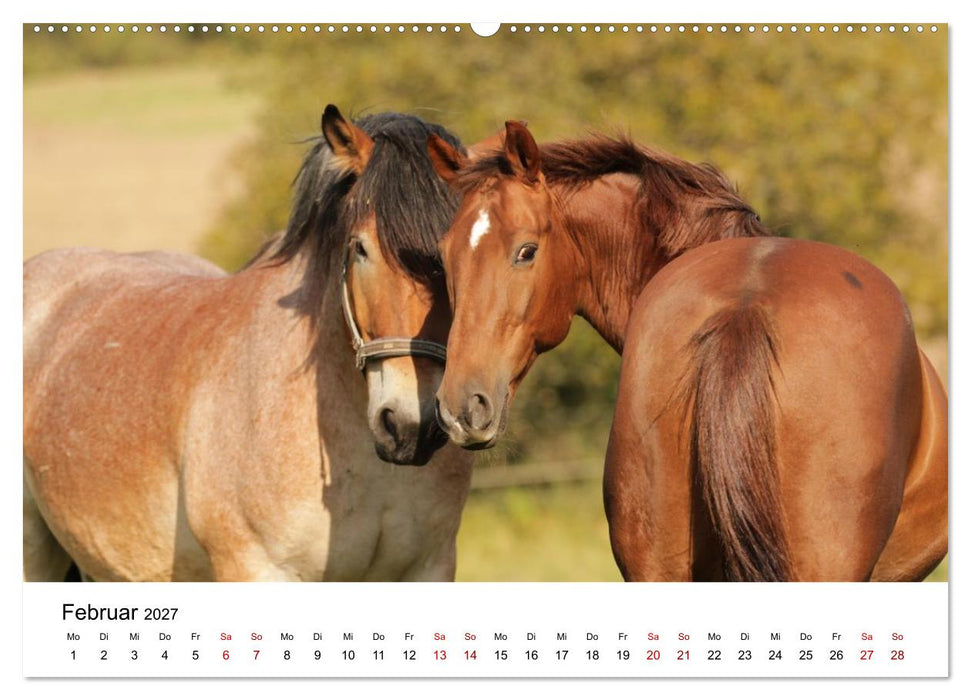 PFERDE - Zwischen Himmel, Erde und Hufschlag (CALVENDO Premium Wandkalender 2027)