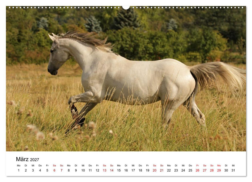 PFERDE - Zwischen Himmel, Erde und Hufschlag (CALVENDO Premium Wandkalender 2027)