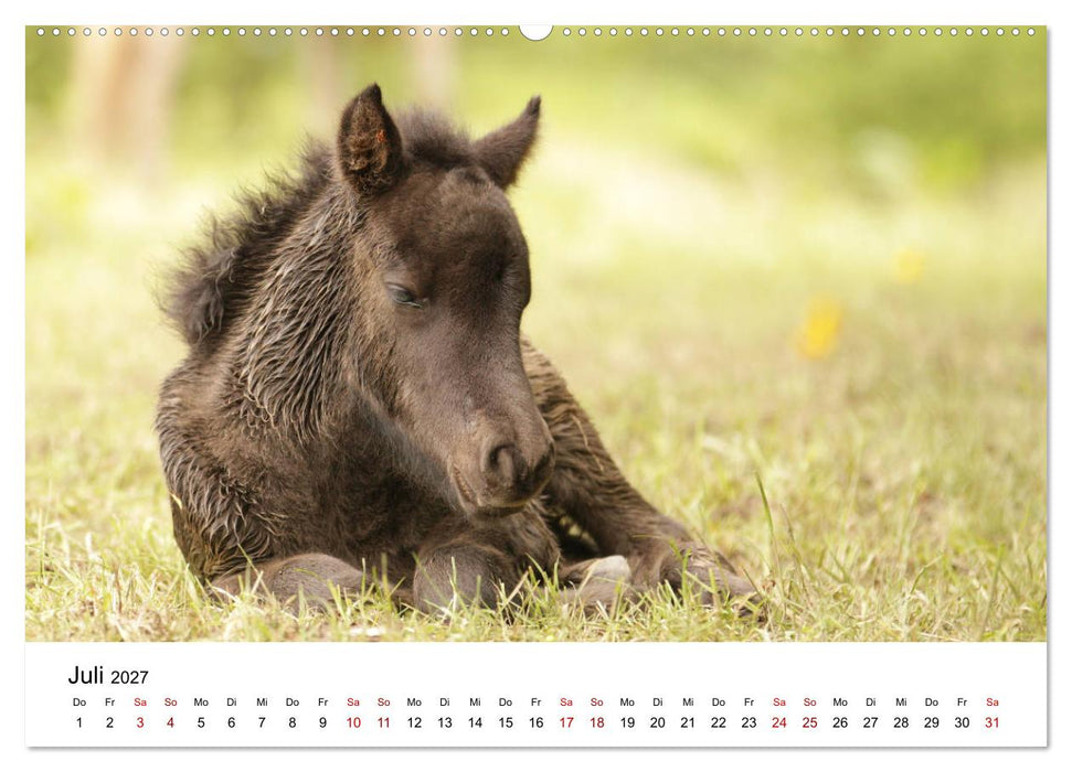 PFERDE - Zwischen Himmel, Erde und Hufschlag (CALVENDO Premium Wandkalender 2027)