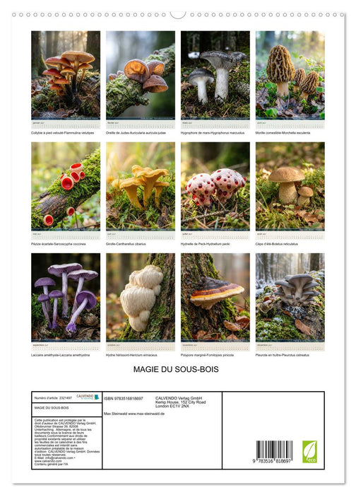 MAGIE DU SOUS-BOIS (CALVENDO Calendrier supérieur 2027)
