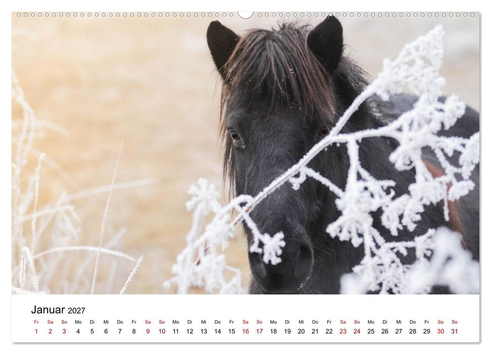 Islandpferde - Hufschlag aus Feuer und Eis (CALVENDO Premium Wandkalender 2027)