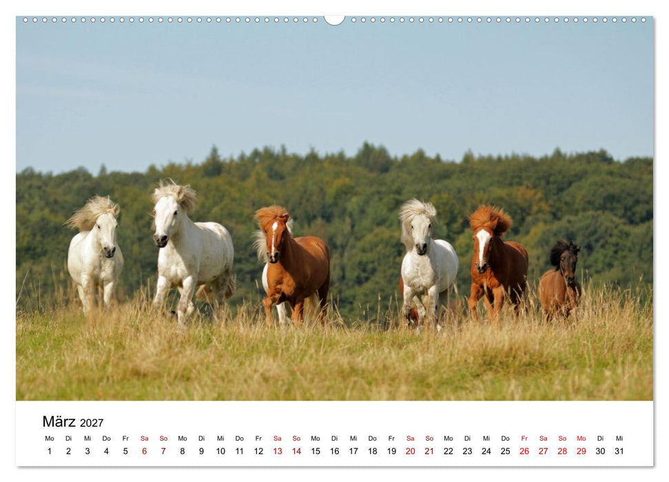 Islandpferde - Hufschlag aus Feuer und Eis (CALVENDO Premium Wandkalender 2027)