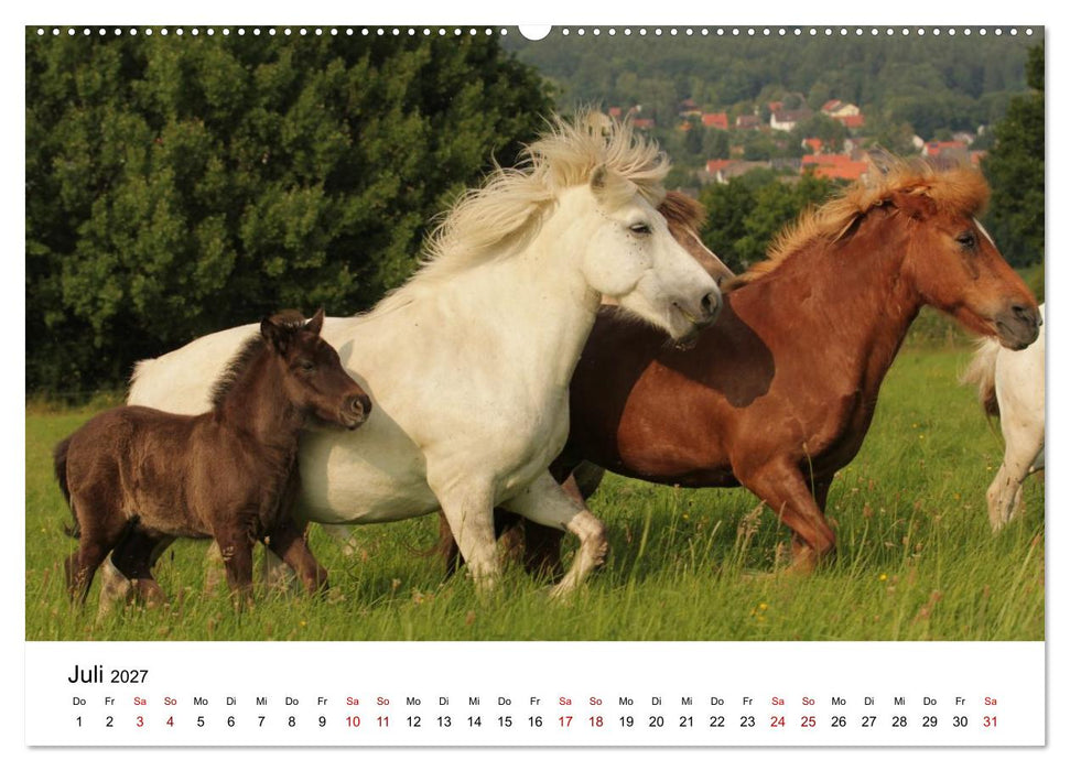 Islandpferde - Hufschlag aus Feuer und Eis (CALVENDO Premium Wandkalender 2027)
