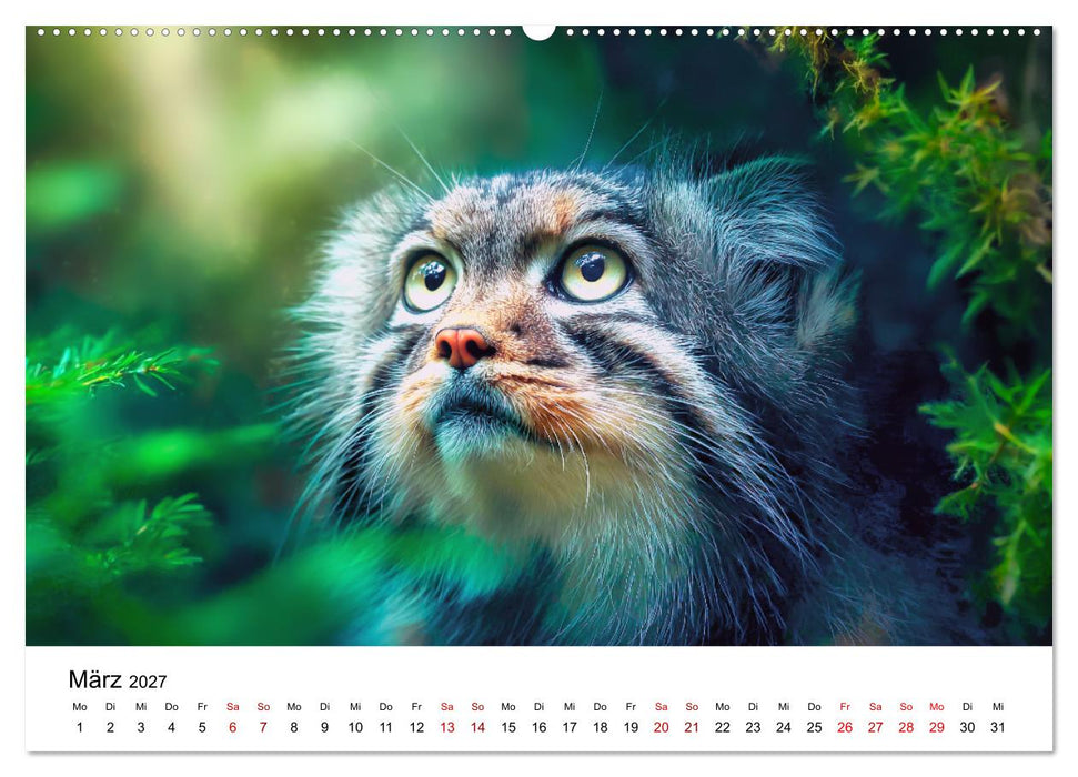 Gegen alles! - Pallaskatzen in ihrer Welt (CALVENDO Wandkalender 2027)