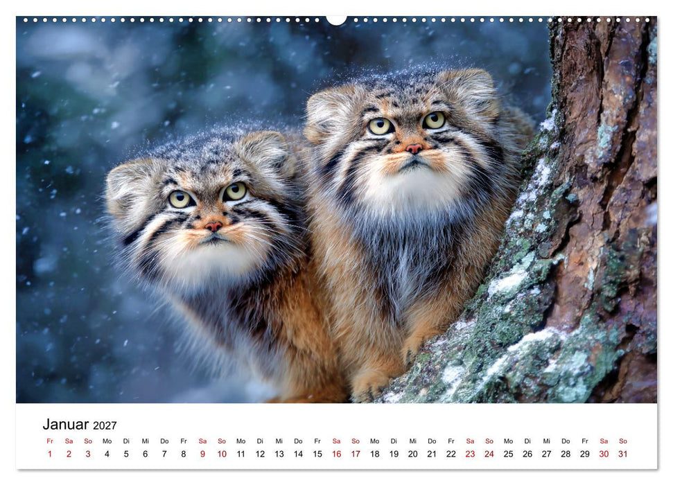 Gegen alles! - Pallaskatzen in ihrer Welt (CALVENDO Premium Wandkalender 2027)
