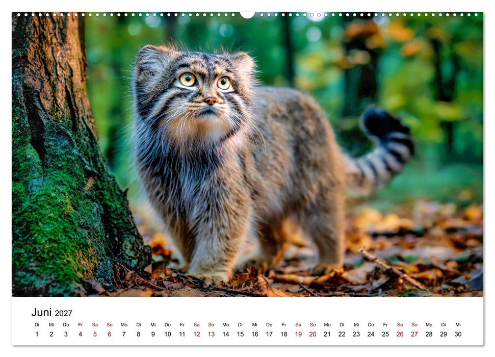 Gegen alles! - Pallaskatzen in ihrer Welt (CALVENDO Premium Wandkalender 2027)