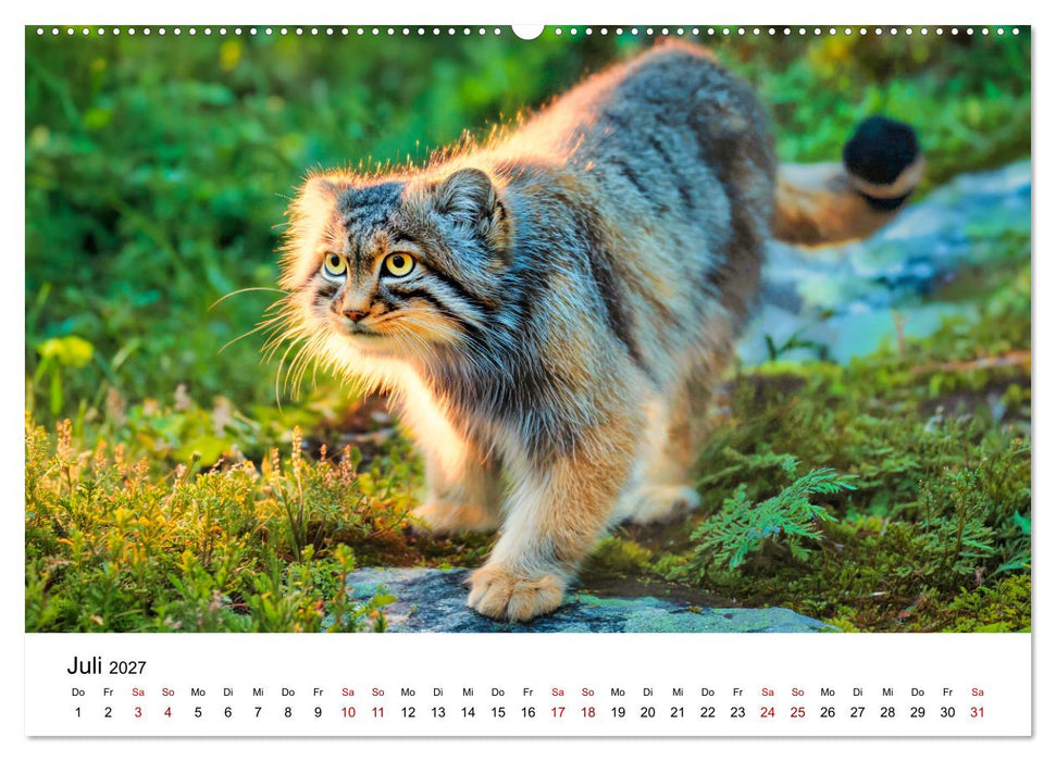 Gegen alles! - Pallaskatzen in ihrer Welt (CALVENDO Premium Wandkalender 2027)