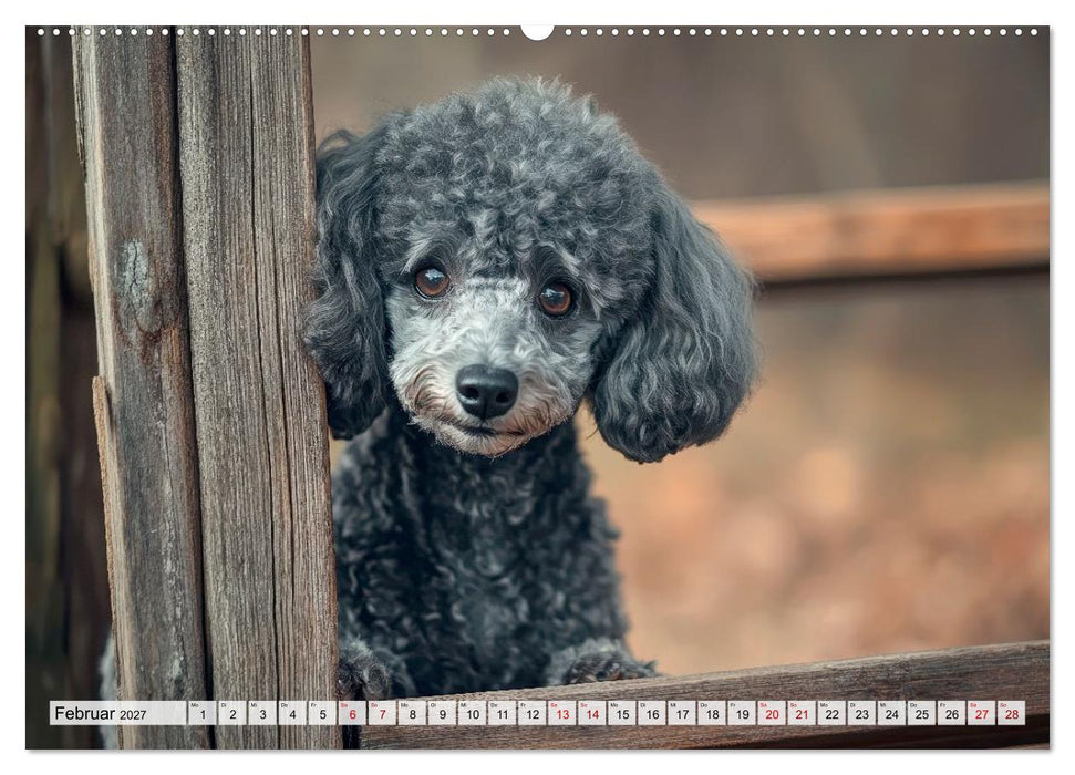 Lieblingshund Pudel (CALVENDO Wandkalender 2027)