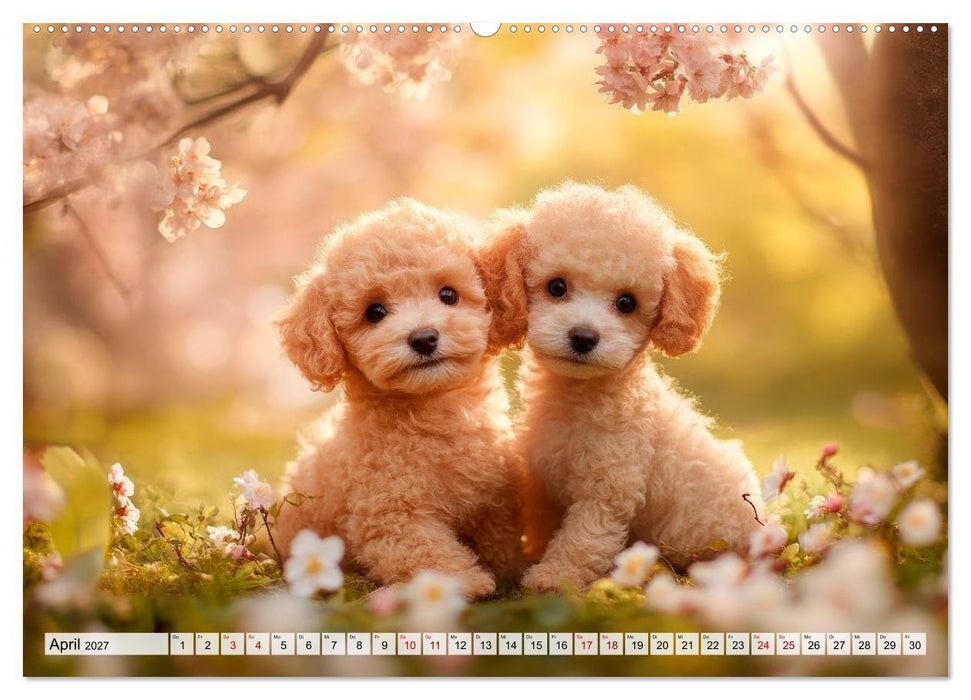 Lieblingshund Pudel (CALVENDO Wandkalender 2027)