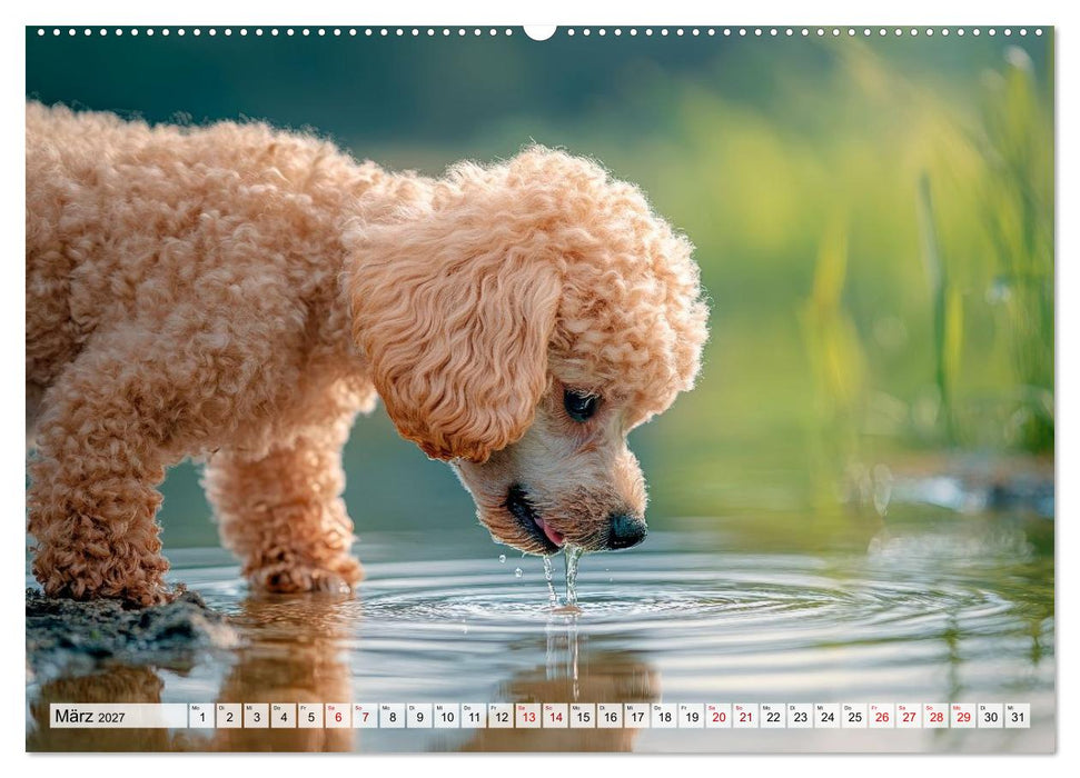 Lieblingshund Pudel (CALVENDO Premium Wandkalender 2027)