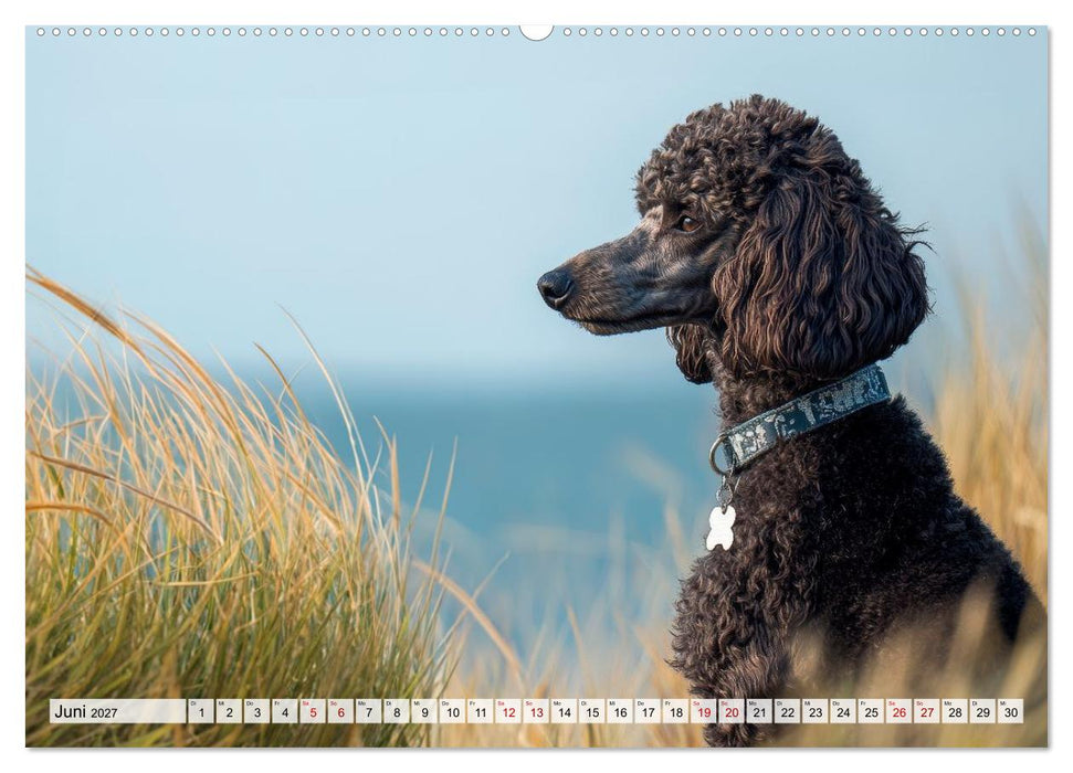 Lieblingshund Pudel (CALVENDO Premium Wandkalender 2027)