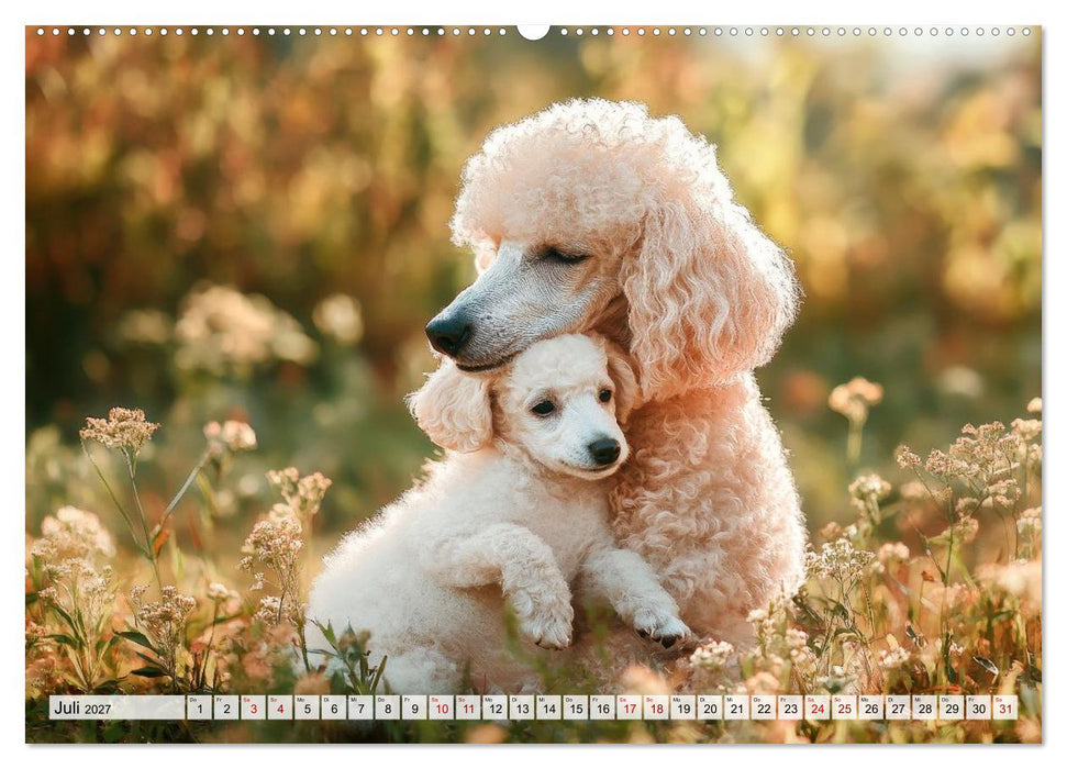 Lieblingshund Pudel (CALVENDO Premium Wandkalender 2027)