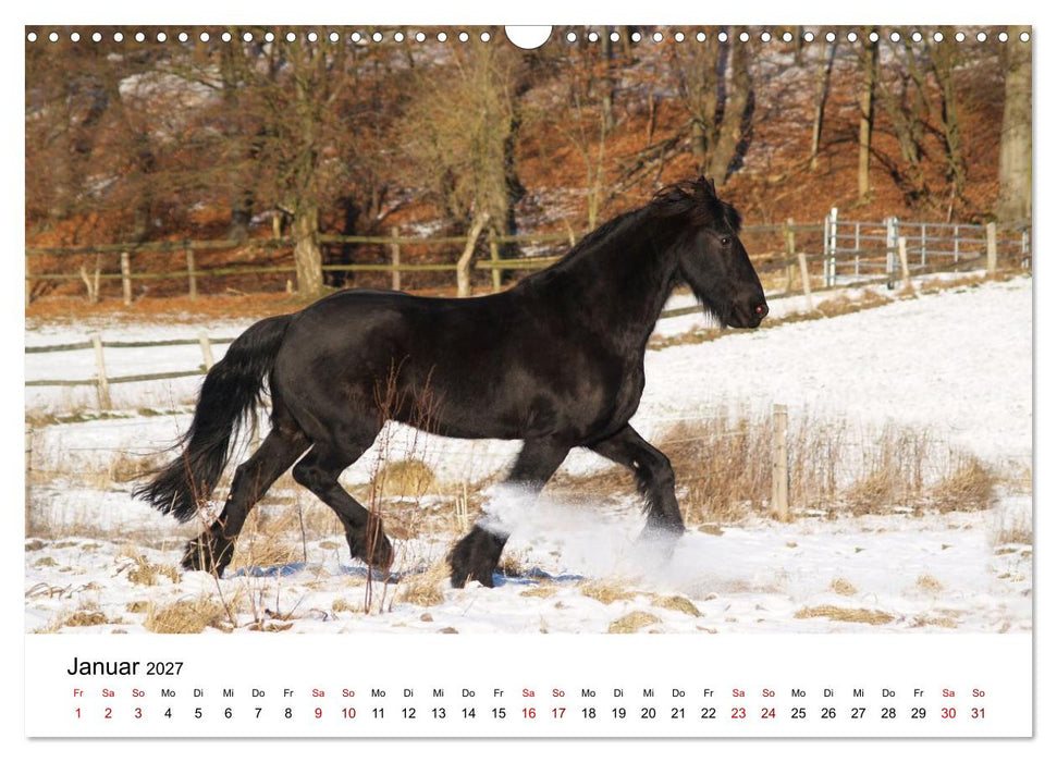 Friesen - Kraft und Eleganz (CALVENDO Wandkalender 2027)