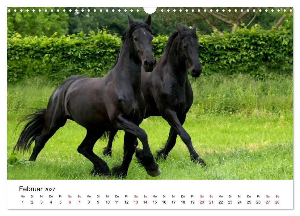Friesen - Kraft und Eleganz (CALVENDO Wandkalender 2027)