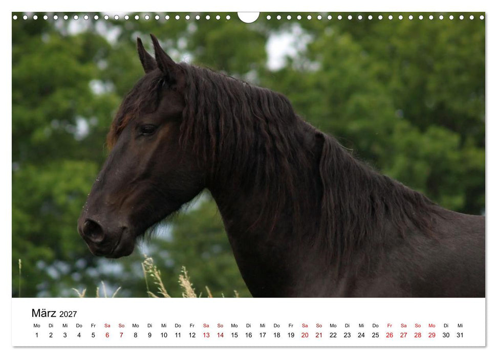 Friesen - Kraft und Eleganz (CALVENDO Wandkalender 2027)