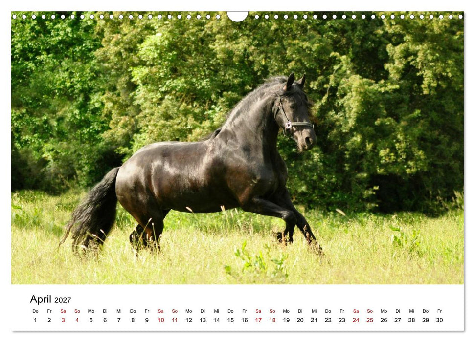 Friesen - Kraft und Eleganz (CALVENDO Wandkalender 2027)