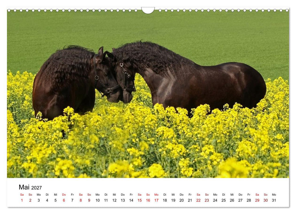 Friesen - Kraft und Eleganz (CALVENDO Wandkalender 2027)