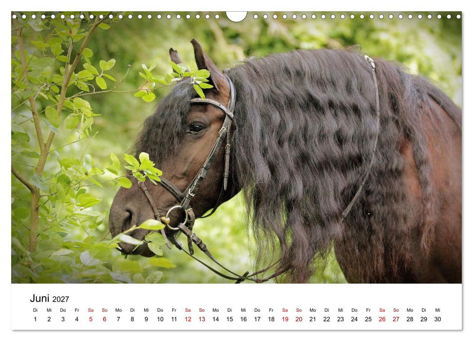 Friesen - Kraft und Eleganz (CALVENDO Wandkalender 2027)