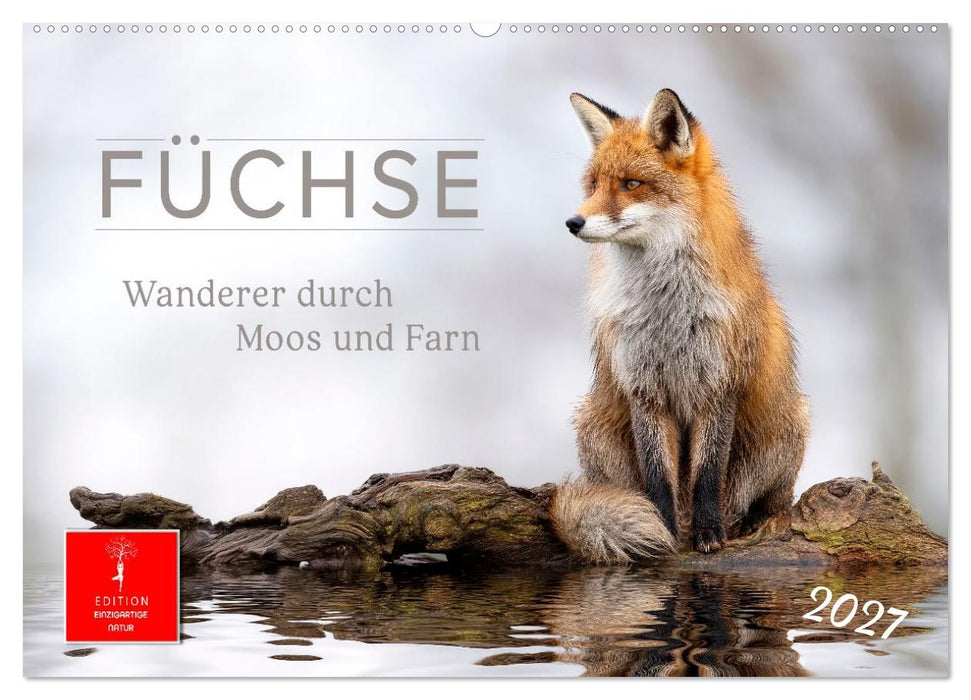 Füchse - Wanderer durch Moos und Farn (CALVENDO Wandkalender 2027)